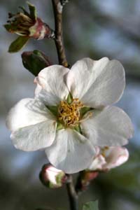 Tu Bishvat ,Rosh HaShanah La'Ilanot,Amygdalus communis, Common Almond, שקד מצוי